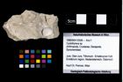 Foto (Objekt + Etikett) von Cyclothyreus sp.  (NHMW-GEO-1990-0041-2508)